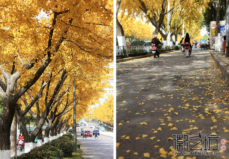 芜湖九华中路的黄金大道20