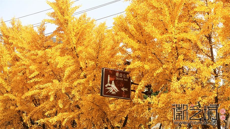 芜湖九华中路的黄金大道21