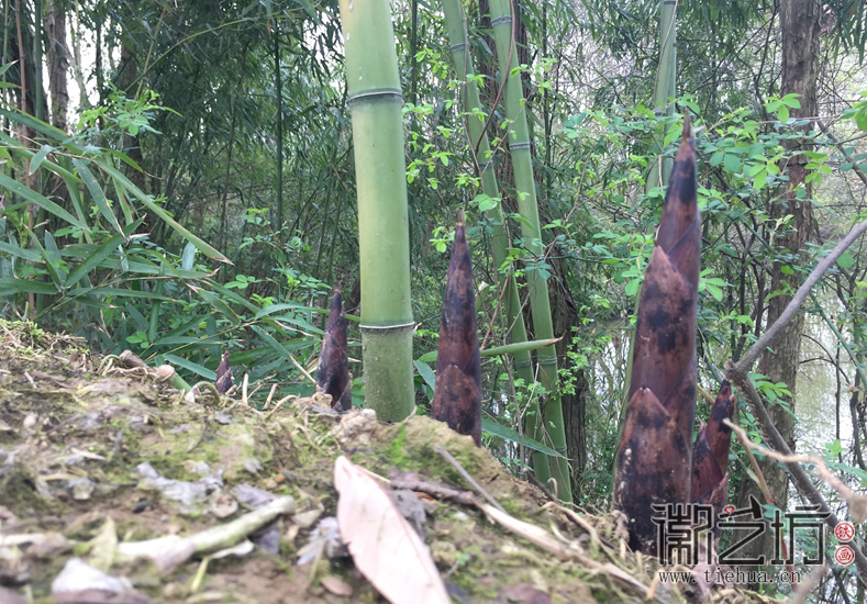 芜湖铁画知行社南陵农家采风 (16)