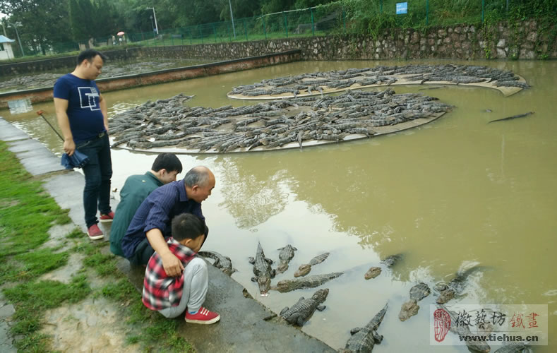 中国鳄鱼湖芜湖铁画7