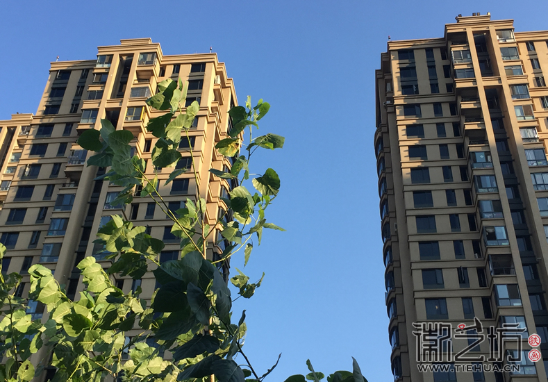 芜湖铁画艺人周黄龙 (8)